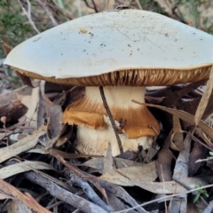 Austrocortinarius australiensis at Block 402 - 21 May 2022 by trevorpreston