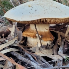 Austrocortinarius australiensis at Stromlo, ACT - 21 May 2022 03:50 PM