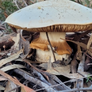 Austrocortinarius australiensis at Stromlo, ACT - 21 May 2022