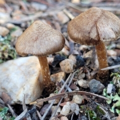 Inocybe sp. (Inocybe) at Stromlo, ACT - 21 May 2022 by trevorpreston