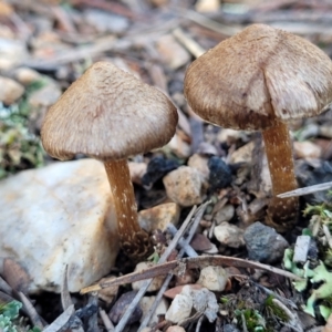 Inocybe sp. at Stromlo, ACT - 21 May 2022