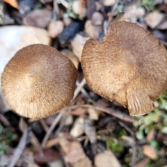 Inocybe sp. at Stromlo, ACT - 21 May 2022