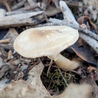 Lepiota s.l. at Stromlo, ACT - 21 May 2022 by trevorpreston