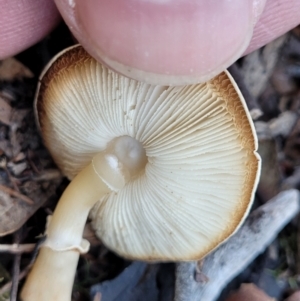 Lepiota s.l. at Stromlo, ACT - 21 May 2022 03:45 PM