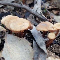 Unidentified Cap on a stem; gills below cap [mushrooms or mushroom-like] at Stromlo, ACT - 21 May 2022 by trevorpreston