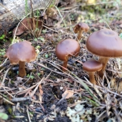 zz agaric (stem; gills not white/cream) at Stromlo, ACT - 21 May 2022 by trevorpreston