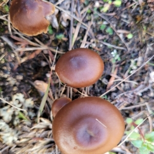 zz agaric (stem; gills not white/cream) at Stromlo, ACT - 21 May 2022 03:44 PM