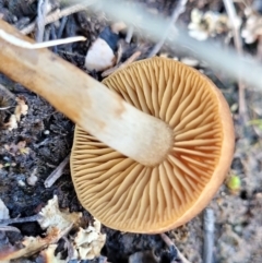 zz agaric (stem; gills not white/cream) at Stromlo, ACT - 21 May 2022 03:44 PM