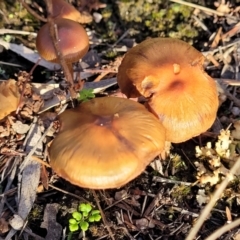 zz agaric (stem; gills not white/cream) at Stromlo, ACT - 21 May 2022