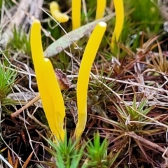 Clavulinopsis amoena (Yellow club) at Block 402 - 21 May 2022 by trevorpreston