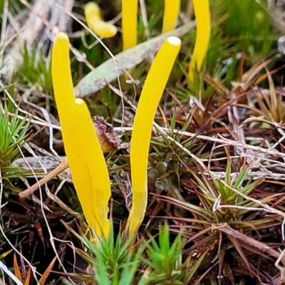 Clavulinopsis amoena (Yellow club) at Piney Ridge - 21 May 2022 by trevorpreston