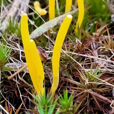 Clavulinopsis amoena (Yellow club) at Stromlo, ACT - 21 May 2022 by trevorpreston