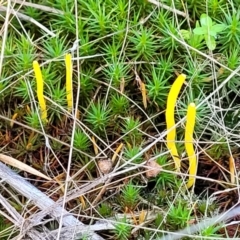 Clavulinopsis amoena at Stromlo, ACT - 21 May 2022