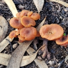 Laccaria sp. (Laccaria) at Block 402 - 21 May 2022 by trevorpreston