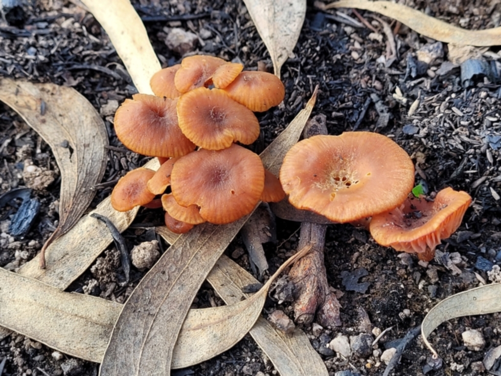 Laccaria sp. at Stromlo, ACT - 21 May 2022