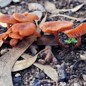 Laccaria sp. at Stromlo, ACT - 21 May 2022