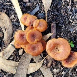 Laccaria sp. at Stromlo, ACT - 21 May 2022