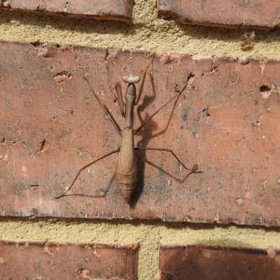 Pseudomantis albofimbriata (False garden mantis) at Burradoo - 10 Apr 2022 by GlossyGal