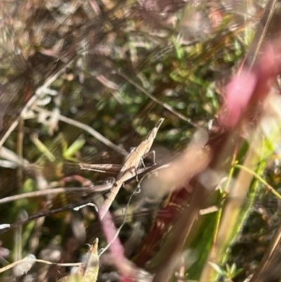 Keyacris scurra (Key's Matchstick Grasshopper) at Murrumbateman, NSW - 22 May 2022 by ALCaston