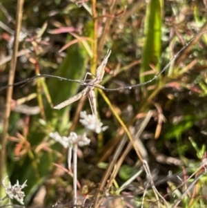 Keyacris scurra at Murrumbateman, NSW - 22 May 2022