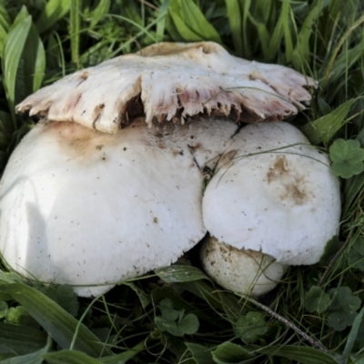 Unverified Cap on a stem; gills below cap [mushrooms or mushroom-like] at Hawker, ACT - 13 May 2022 by AlisonMilton