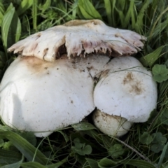 Unidentified Cap on a stem; gills below cap [mushrooms or mushroom-like] (TBC) at Hawker, ACT - 13 May 2022 by AlisonMilton