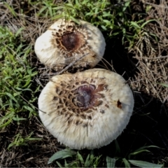 Chlorophyllum sp. at Hawker, ACT - 13 May 2022 by AlisonMilton
