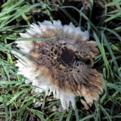 Chlorophyllum sp. at Hawker, ACT - 13 May 2022