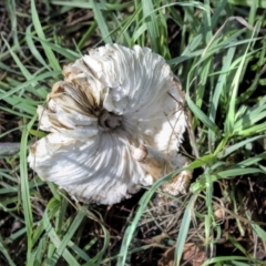 Chlorophyllum sp. at Hawker, ACT - 13 May 2022