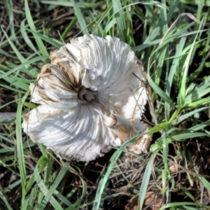 Chlorophyllum sp. at Hawker, ACT - 13 May 2022