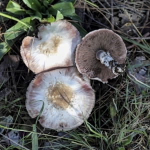 Agaricus sp. at Hawker, ACT - 13 May 2022