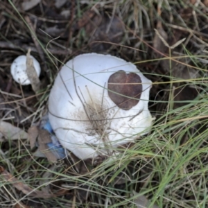 Agaricus sp. at Hawker, ACT - 13 May 2022