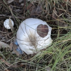 Agaricus sp. (Agaricus) at Hawker, ACT - 13 May 2022 by AlisonMilton