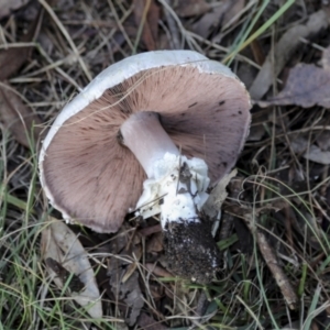 Agaricus sp. at Hawker, ACT - 13 May 2022 02:29 PM