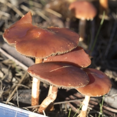 Leratiomyces ceres (Red Woodchip Fungus) at Higgins, ACT - 16 May 2022 by AlisonMilton