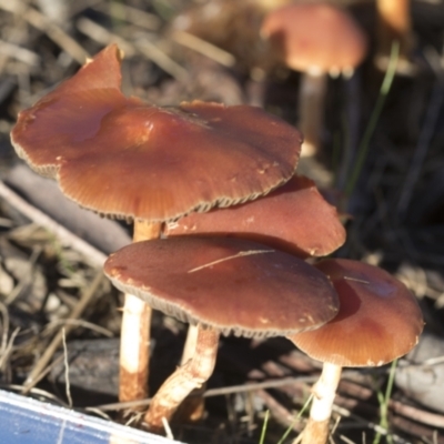 Unidentified Cap on a stem; gills below cap [mushrooms or mushroom-like] at Higgins, ACT - 15 May 2022 by AlisonMilton