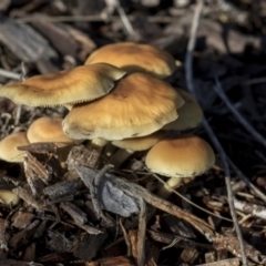 Hypholoma sp. (Hypholoma) at Higgins, ACT - 16 May 2022 by AlisonMilton