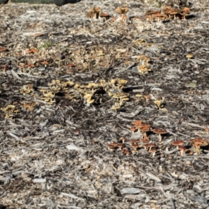 Hypholoma sp. at Higgins, ACT - 16 May 2022 08:56 AM