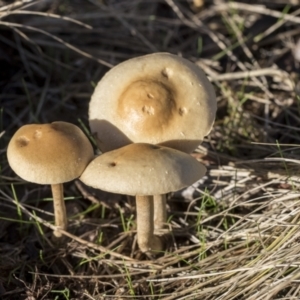 Hypholoma sp. at Higgins, ACT - 16 May 2022 08:56 AM