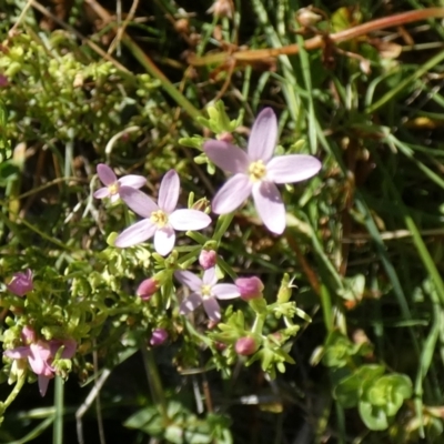 Centaurium sp. (Centaury) at Watson, ACT - 16 Apr 2022 by Birdy