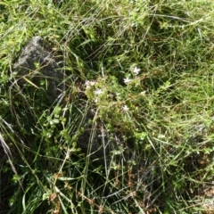 Centaurium sp. at Watson, ACT - suppressed