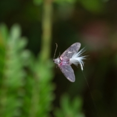Callipappus sp. (genus) (Mealybug, Bird of Paradise fly) at Bundanoon - 14 May 2022 by Aussiegall