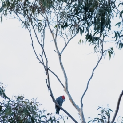 Callocephalon fimbriatum (Gang-gang Cockatoo) at Wingecarribee Local Government Area - 19 May 2022 by Aussiegall