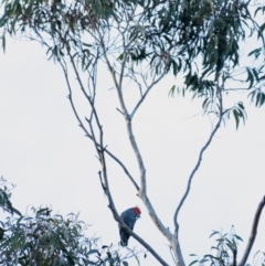 Callocephalon fimbriatum (Gang-gang Cockatoo) at Penrose, NSW - 19 May 2022 by Aussiegall