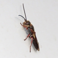 Unidentified Wasp (Hymenoptera, Apocrita) (TBC) at Symonston, ACT - 21 May 2022 by RodDeb