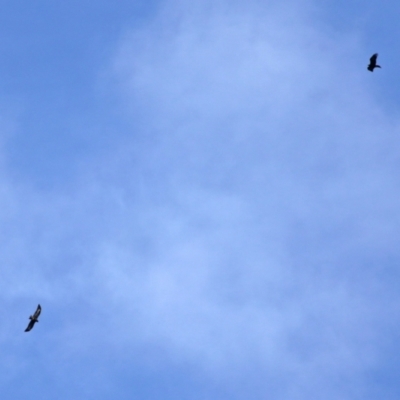 Aquila audax (Wedge-tailed Eagle) at Symonston, ACT - 21 May 2022 by RodDeb