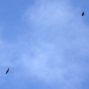Aquila audax (Wedge-tailed Eagle) at Symonston, ACT by RodDeb