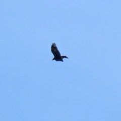 Aquila audax at Symonston, ACT - 21 May 2022