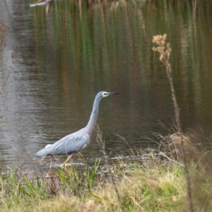 Egretta novaehollandiae at Penrose, NSW - suppressed