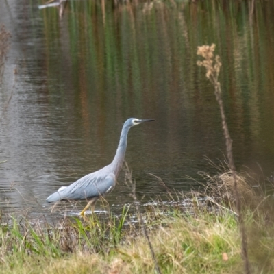 Egretta novaehollandiae (White-faced Heron) at Wingecarribee Local Government Area - 21 May 2022 by Aussiegall